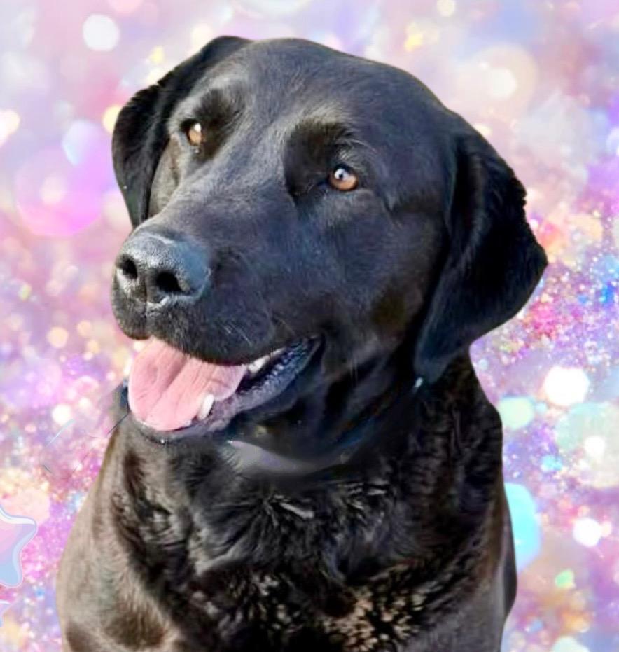 Enlarge Macy, an adoption pending mixed breed in Westfield, NY image 2/4