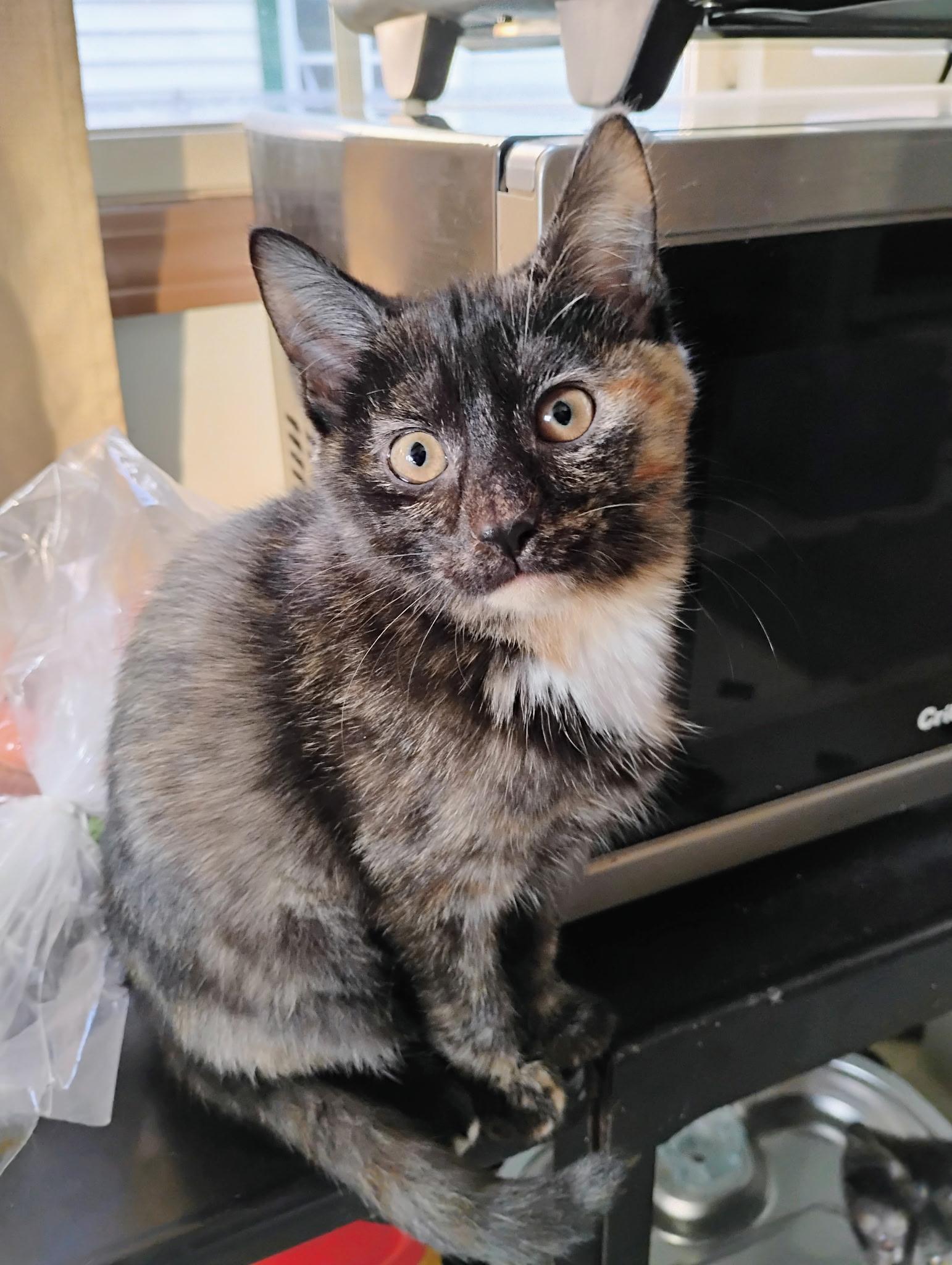 Enlarge Itsy, a ADOPTABLE Domestic Short Hair in Muncie, IN image 1/1