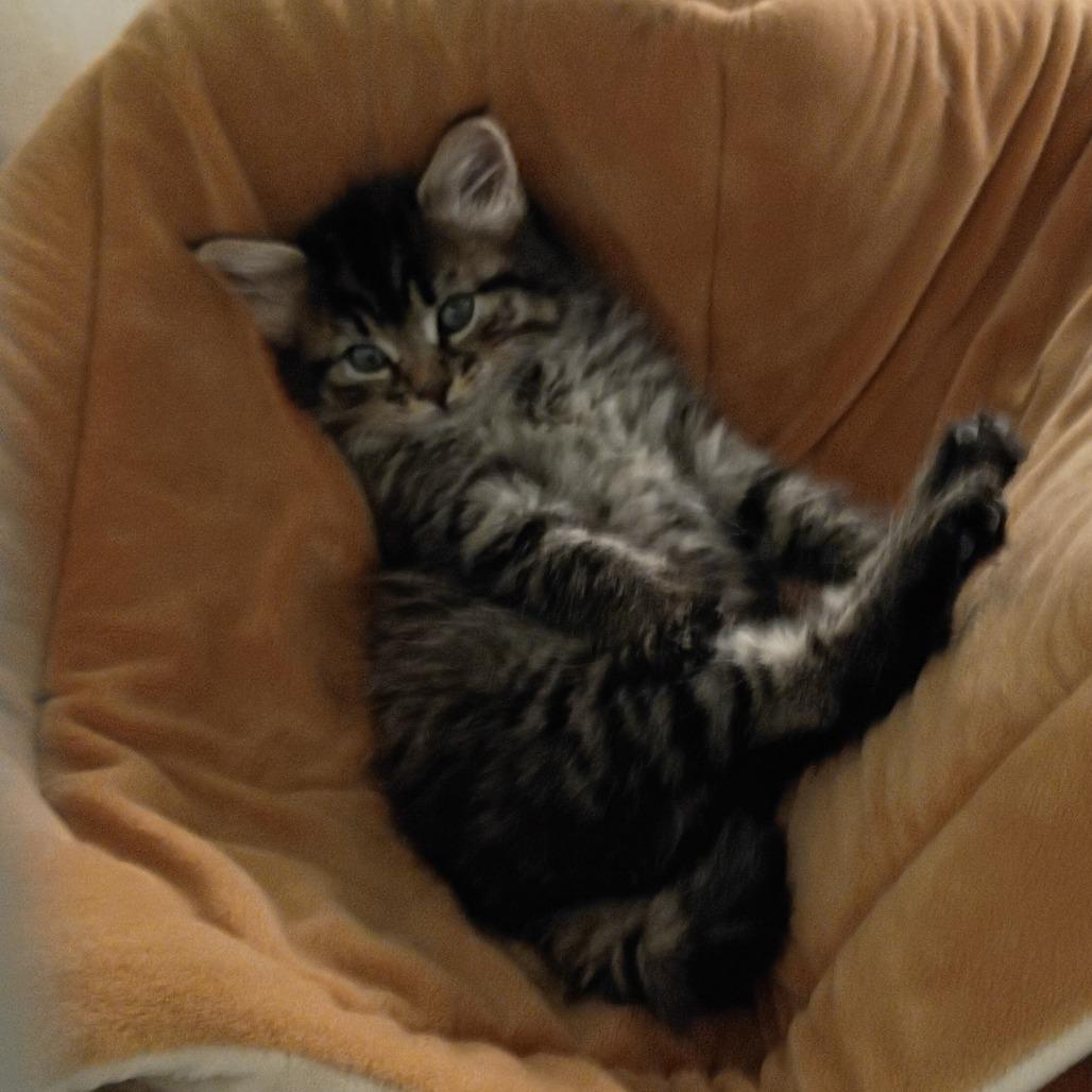 June, Adoptable, Kitten Female Domestic Medium Hair.