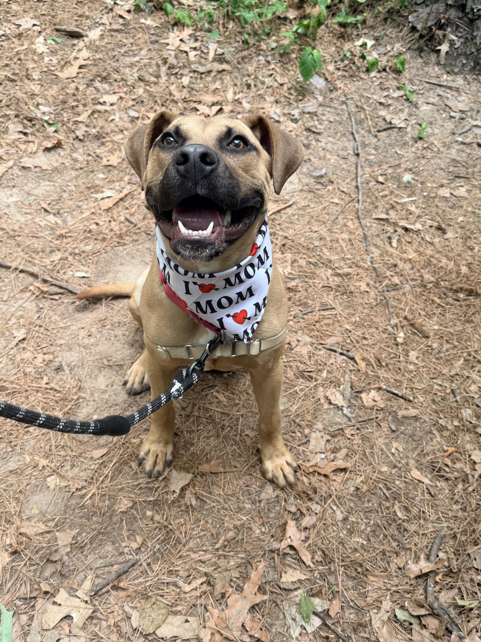 Dane, Adoptable, Young Male Mixed Breed.