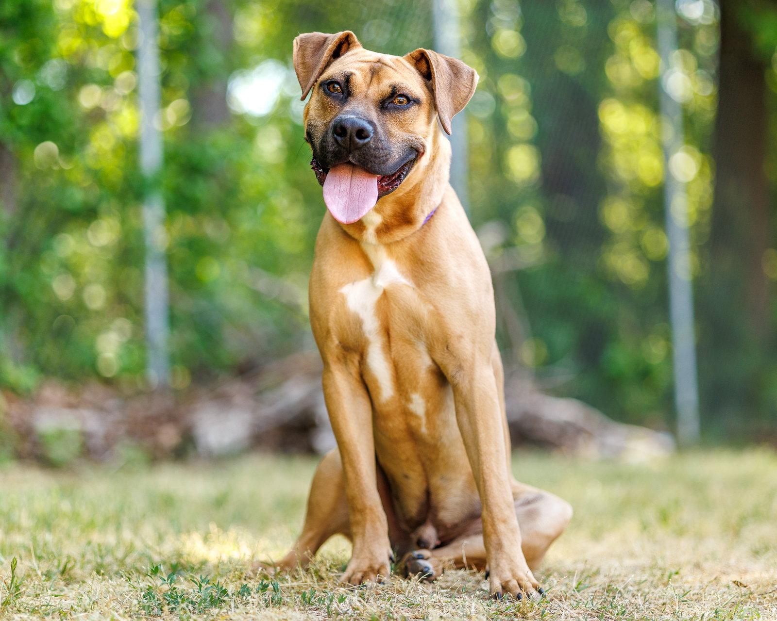 Dane, a Adoptable Mixed Breed in Durham, NC image 2/2