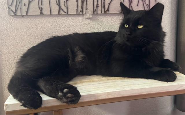 Enlarge BUBBA, a Adoptable Domestic Long Hair in Colorado Springs, CO image 1/1