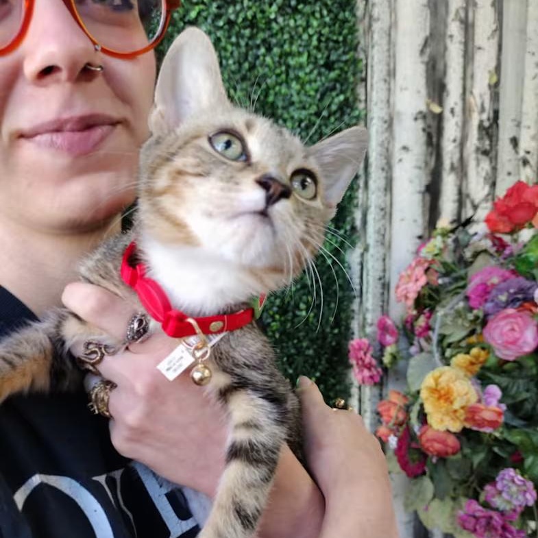 Zakk Wylde, ADOPTABLE, Kitten Male Tabby.