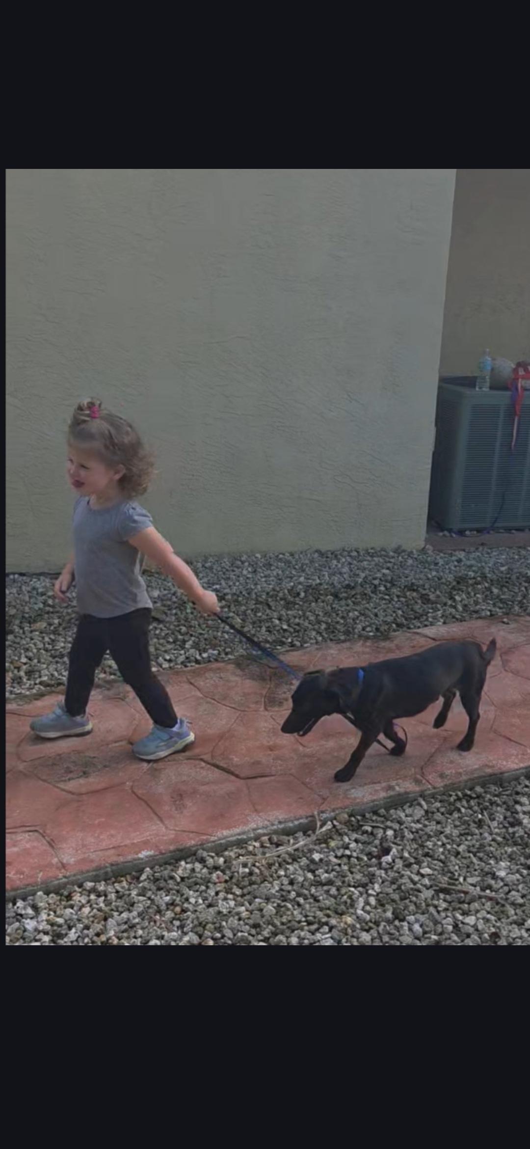 Enlarge Tubbs, a ADOPTABLE mixed breed in Miami, FL image 2/2