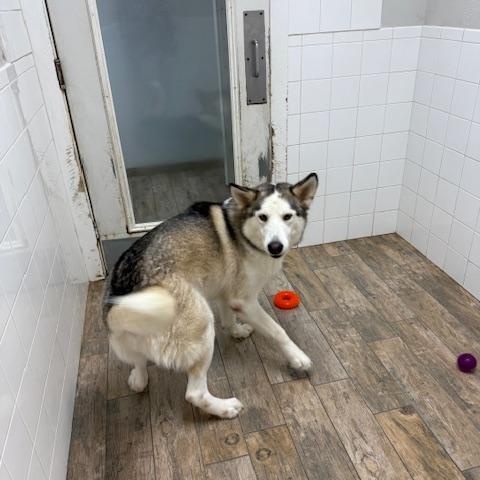Maverick 3, Adoptable, Adult Male Siberian Husky.