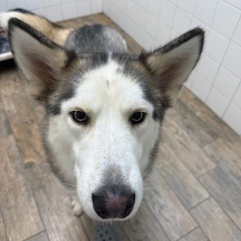 Maverick 3, a Adoptable mixed breed in Newbury , OH image 3/3