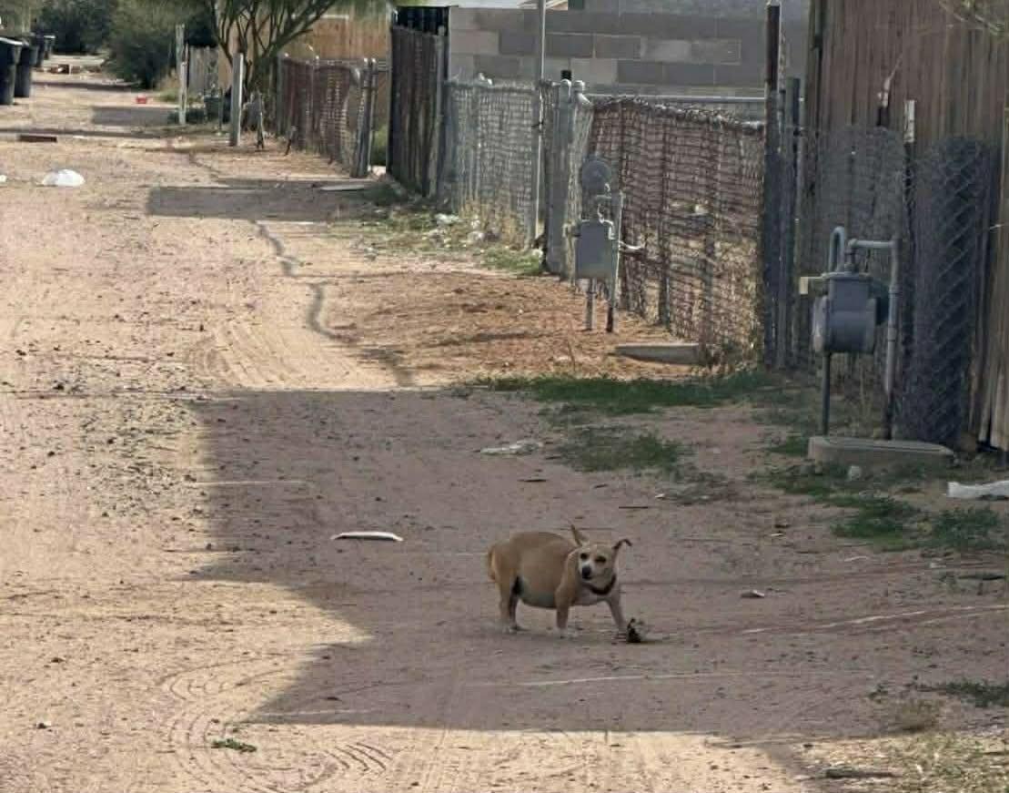 Gemma, a ADOPTABLE mixed breed in PHOENIX, AZ image 6/6