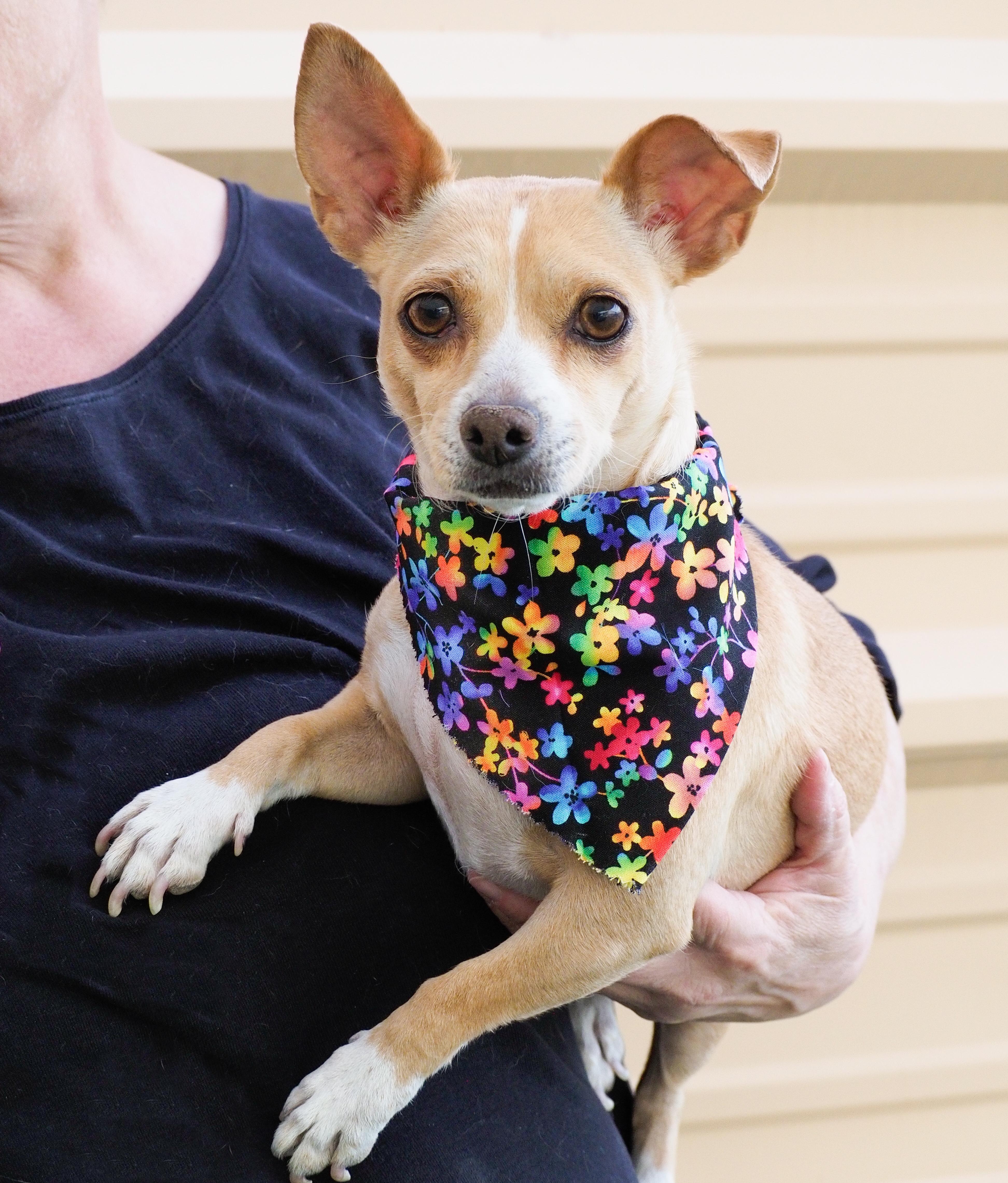 Gemma, a ADOPTABLE mixed breed in PHOENIX, AZ image 3/6