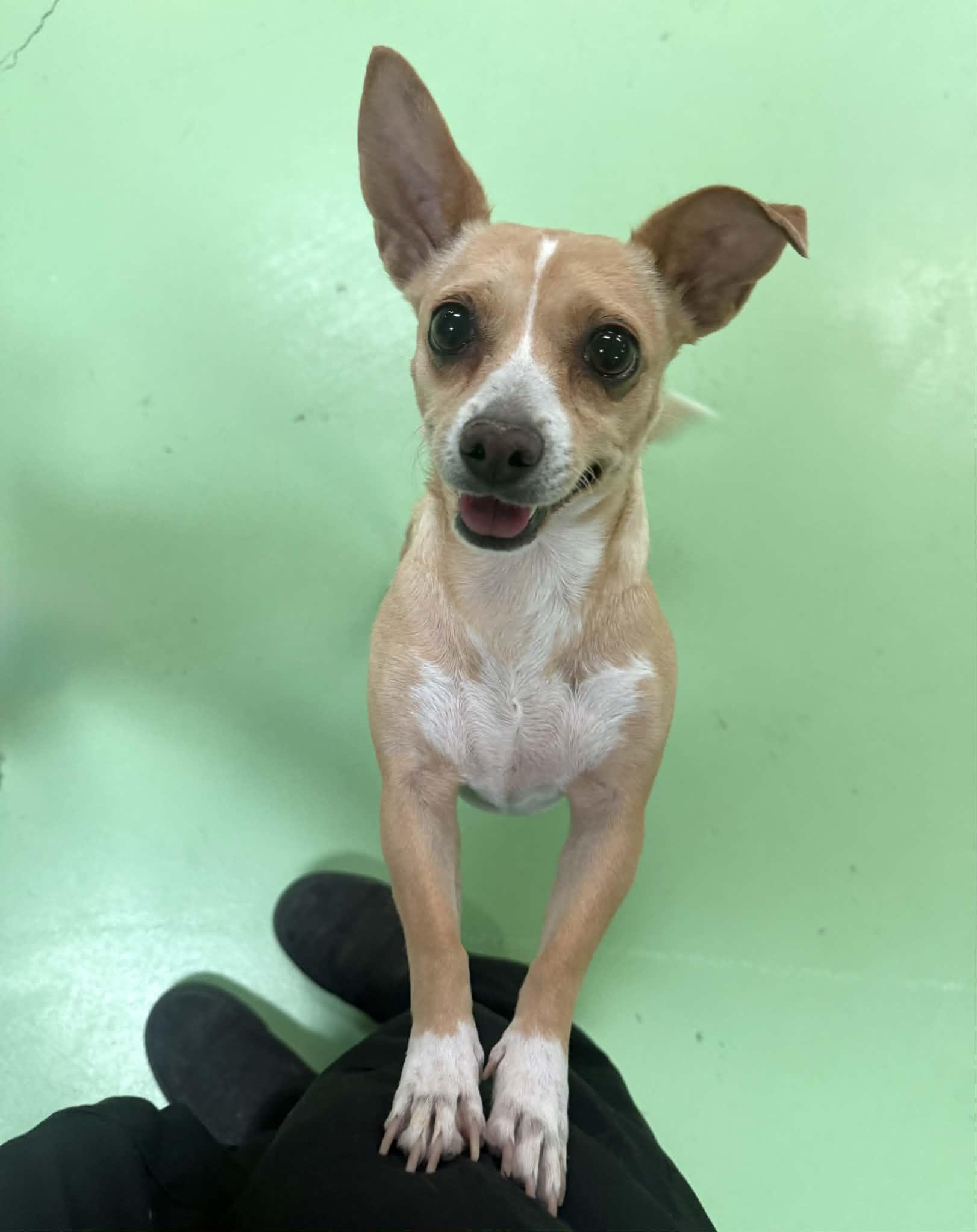 Gemma, a ADOPTABLE mixed breed in PHOENIX, AZ image 5/6