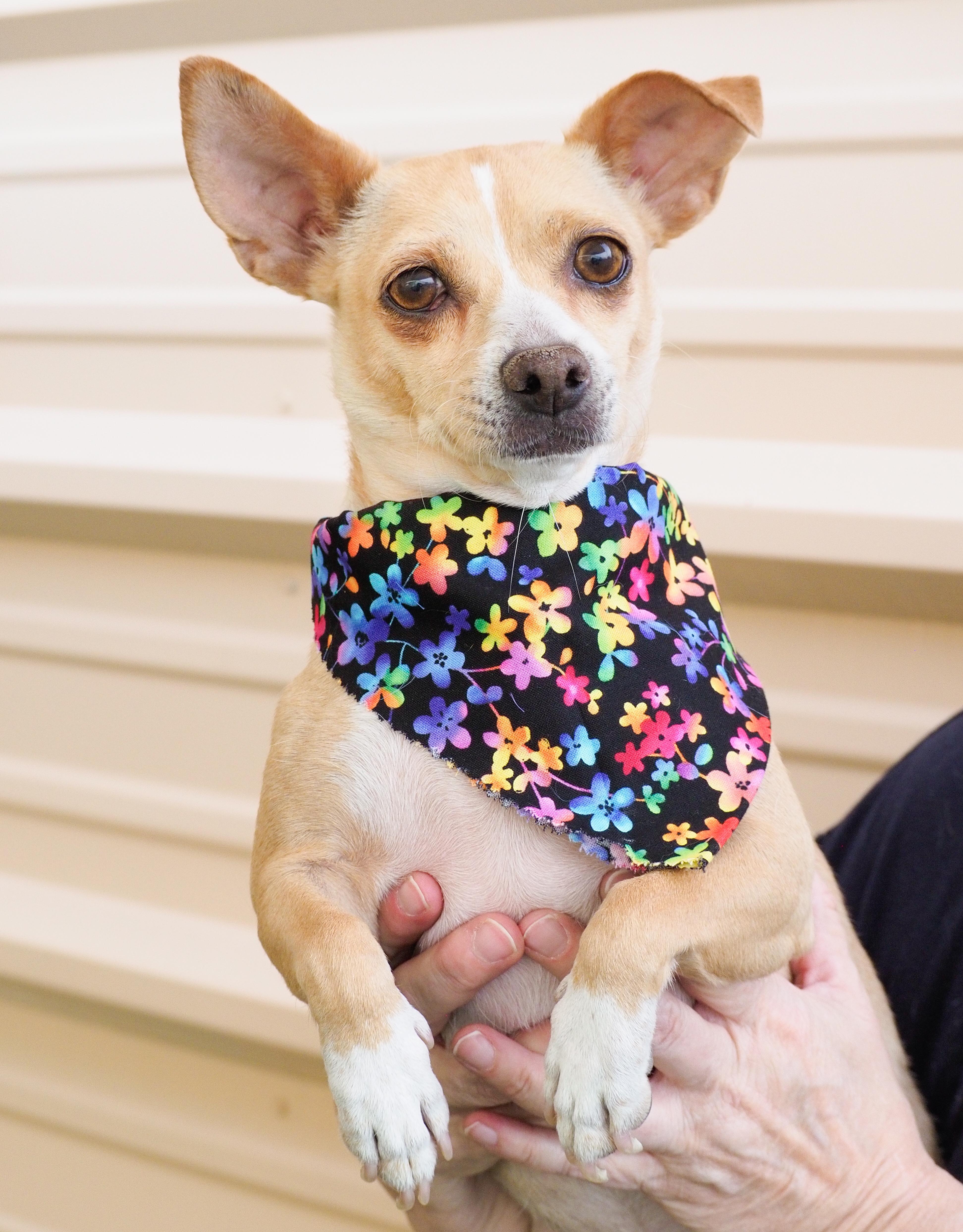 Gemma, a ADOPTABLE mixed breed in PHOENIX, AZ image 4/6