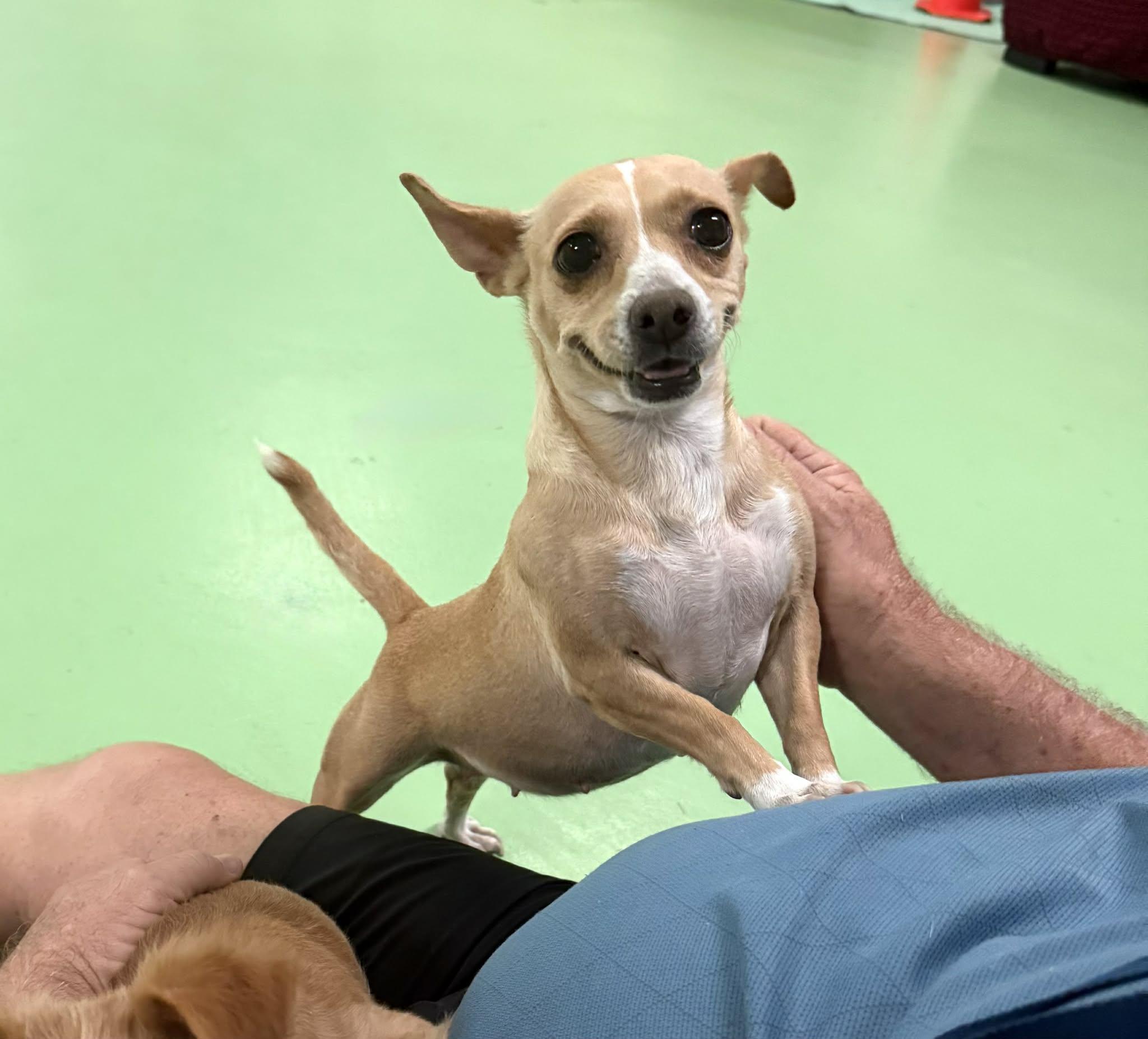 Gemma, a ADOPTABLE mixed breed in PHOENIX, AZ image 5/6