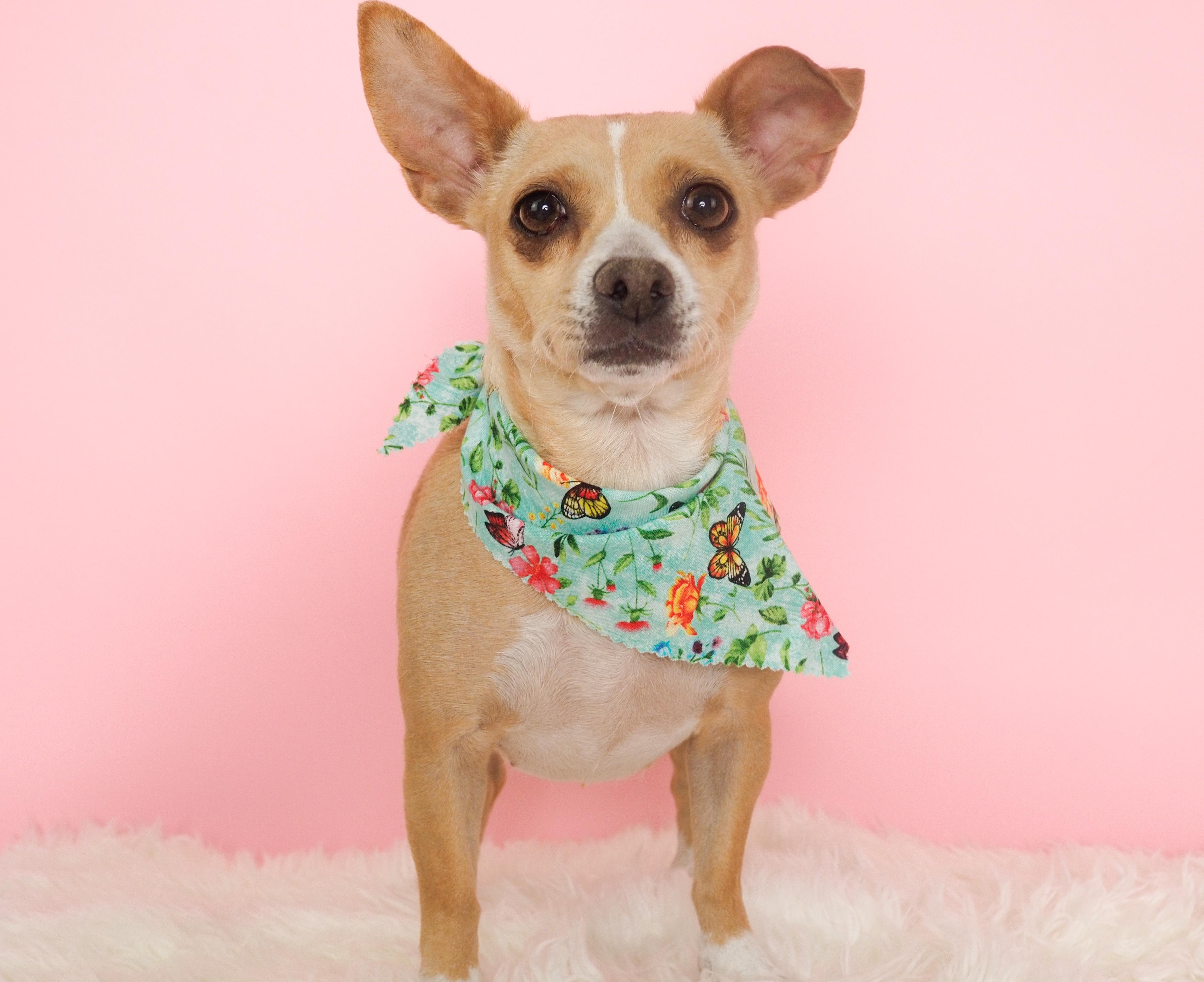 Gemma, ADOPTABLE, Young Female Chihuahua & Terrier.