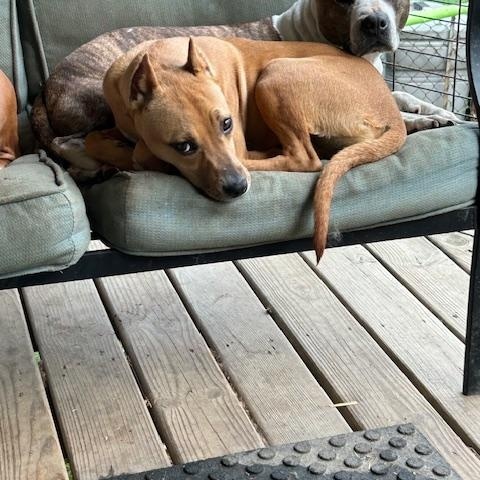 Charlie *Courtesy Post*