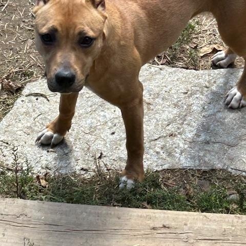 Charlie *Courtesy Post*, a Adoptable mixed breed in Ortonville, MI image 2/3