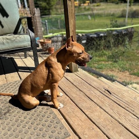 Charlie *Courtesy Post*, a Adoptable mixed breed in Ortonville, MI image 1/3