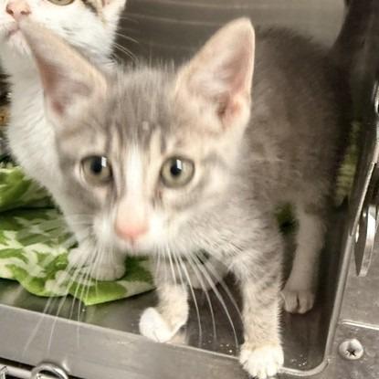 Woodie, Adoptable, Kitten Male Domestic Short Hair.