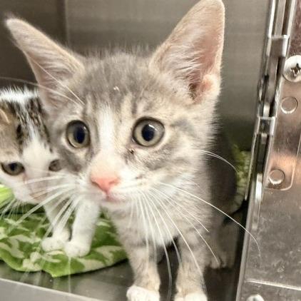 Enlarge Woodie, a Adoptable Domestic Short Hair in Horn Lake, MS image 2/2