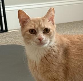 Blossom, Adoptable, Kitten Female Domestic Short Hair.