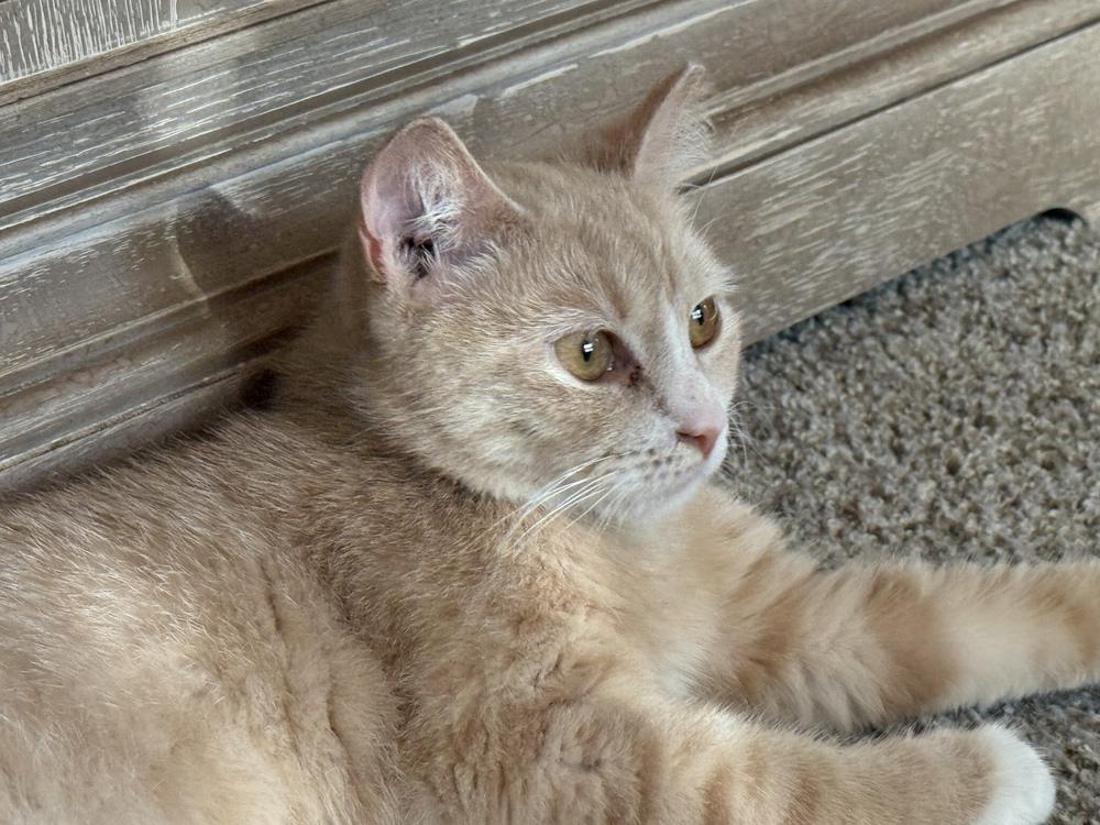 Enlarge Blossom, a Adoptable mixed breed in Mooresville, NC image 2/3