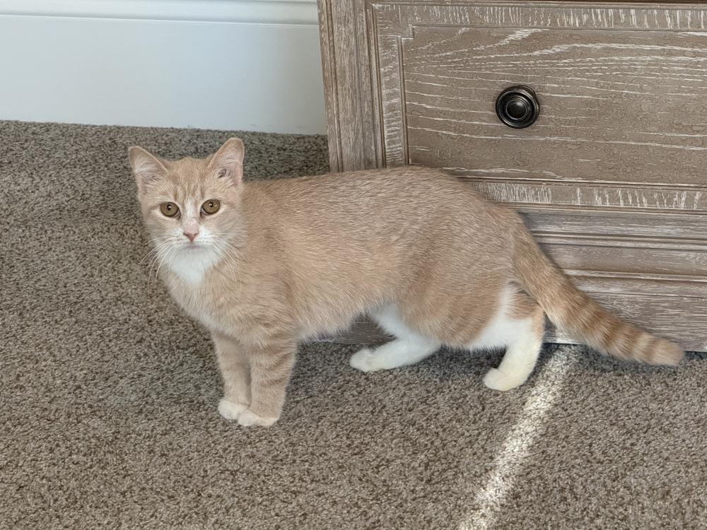 Enlarge Blossom, a Adoptable mixed breed in Mooresville, NC image 3/3