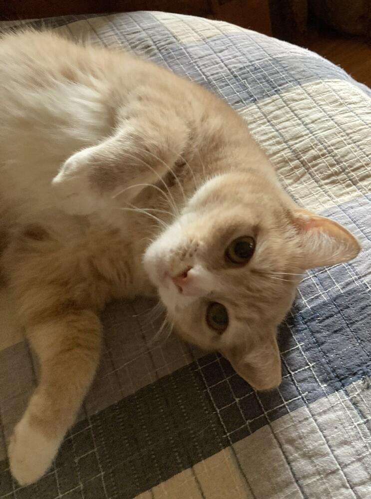 Enlarge Blossom, a Adoptable mixed breed in Mooresville, NC image 3/6