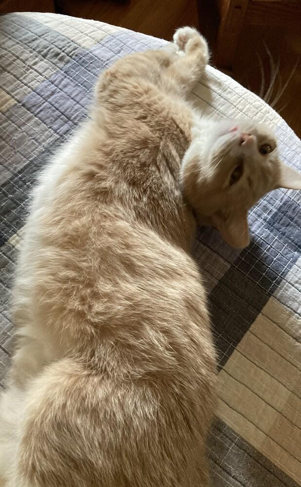 Enlarge Blossom, a Adoptable mixed breed in Mooresville, NC image 4/6