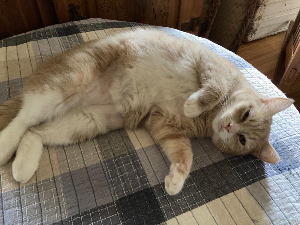 Blossom, Adoptable, Kitten Female Domestic Short Hair.