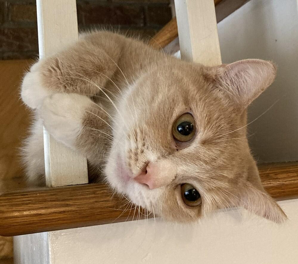 Enlarge Blossom, a Adoptable mixed breed in Mooresville, NC image 6/6