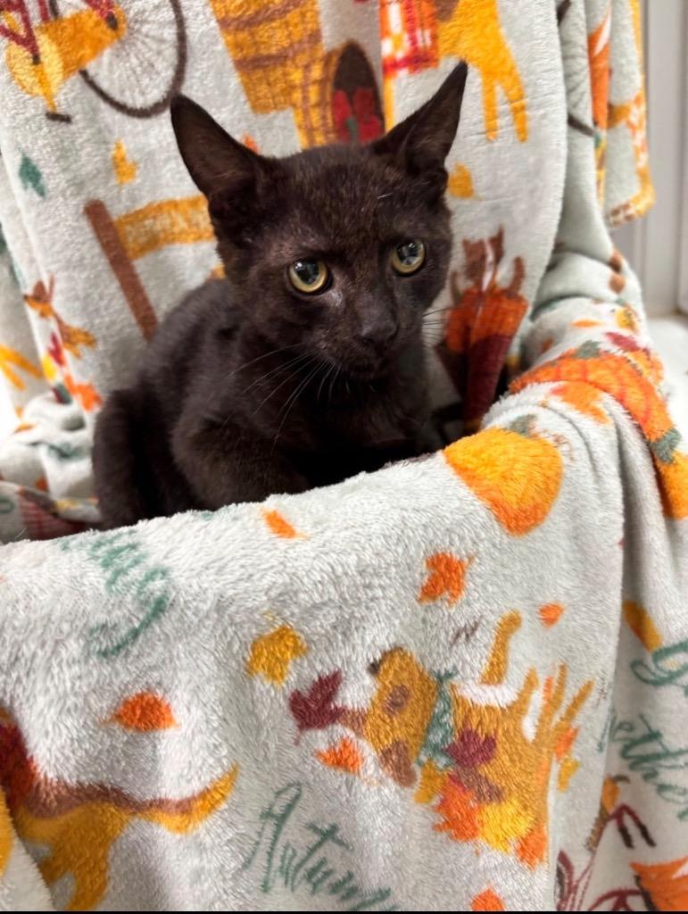 Boomer, Adoptable, Kitten Male Domestic Short Hair.