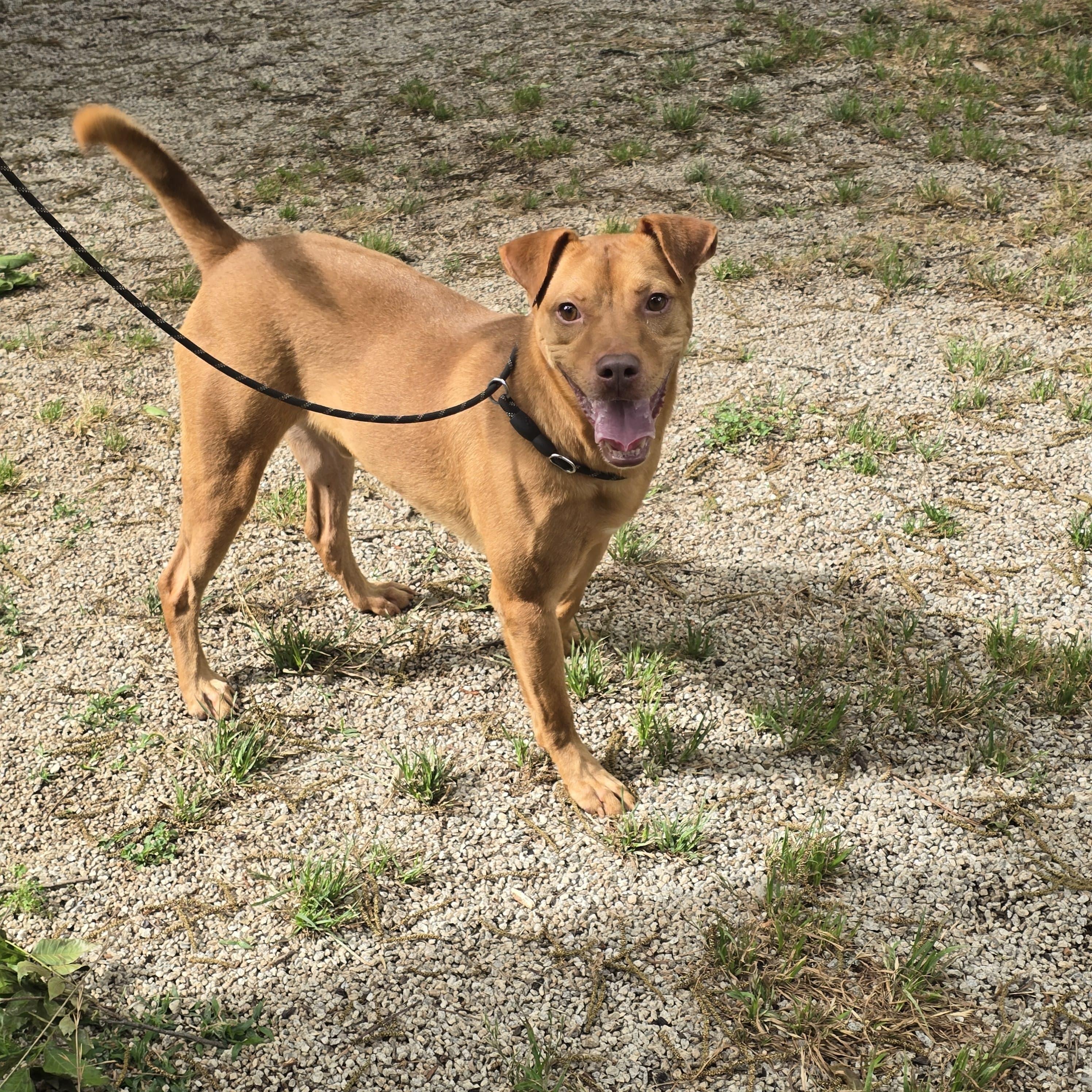 Enlarge John Doe, a ADOPTABLE mixed breed in Greenville, SC image 1/3