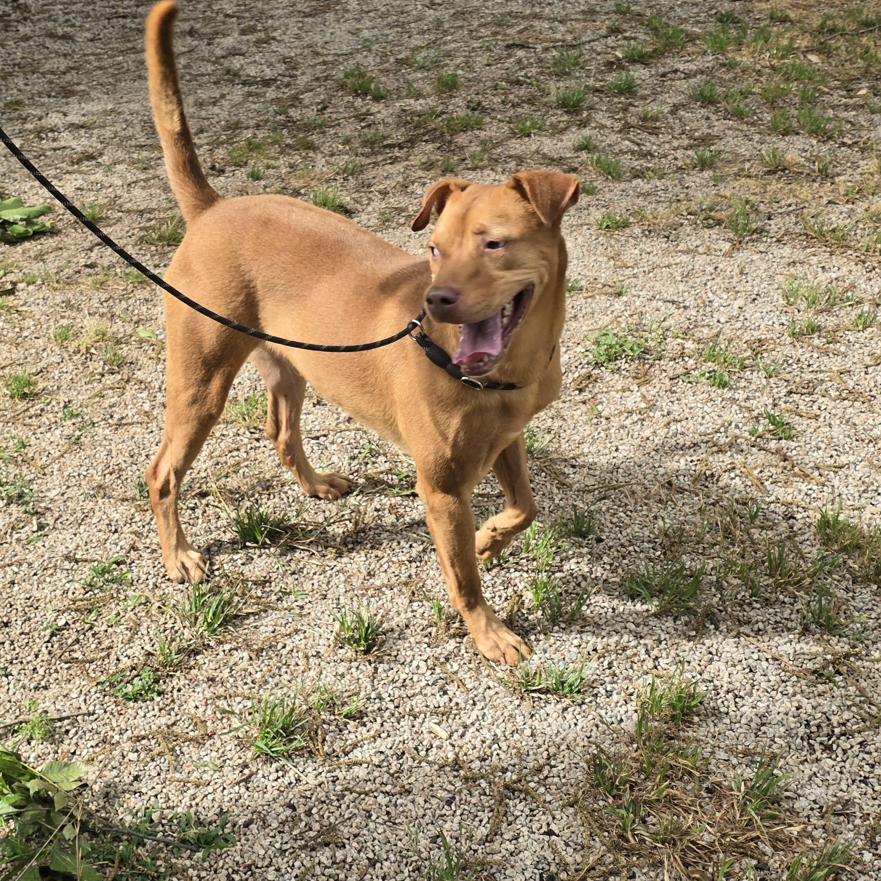 Enlarge John Doe, a ADOPTABLE mixed breed in Greenville, SC image 2/3