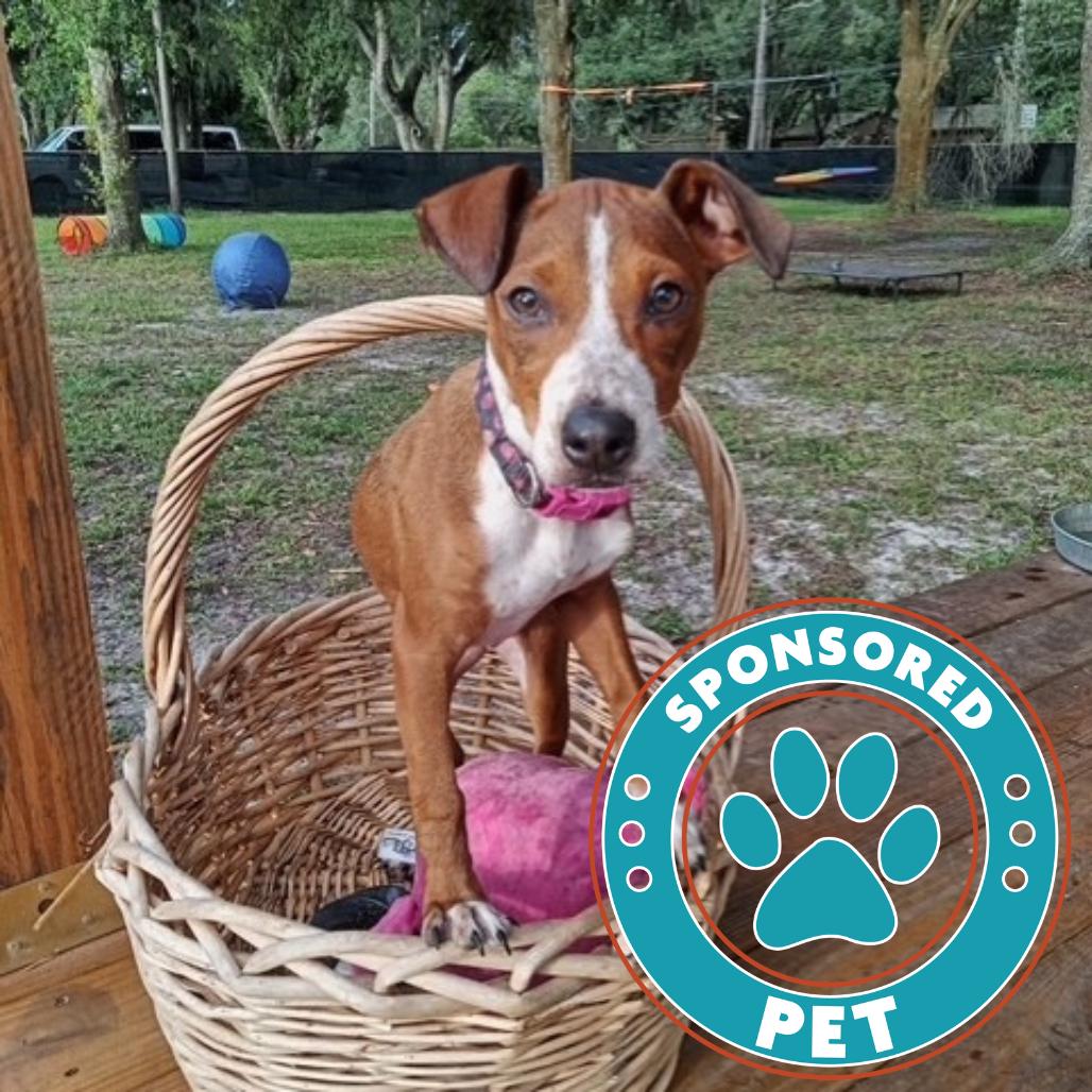 Rue, Adoptable, Young Female Labrador Retriever & Mixed Breed.