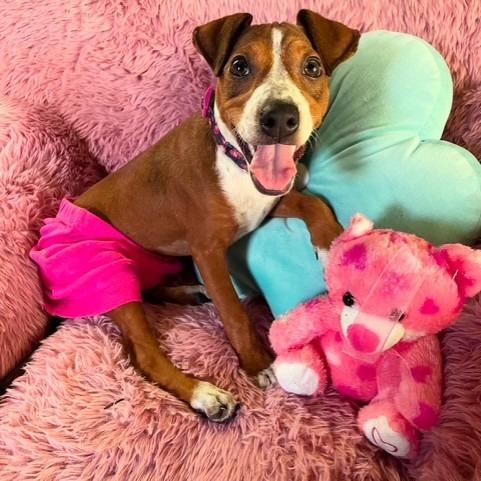 Enlarge Rue, a Adoptable mixed breed in Lakeland, FL image 2/6