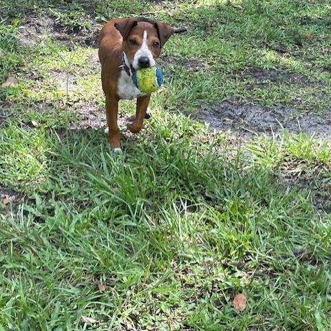 Enlarge Rue, a Adoptable mixed breed in Lakeland, FL image 3/6