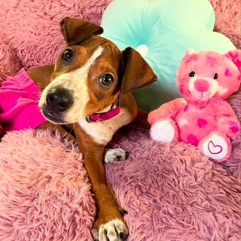 Enlarge Rue, a Adoptable mixed breed in Lakeland, FL image 4/6