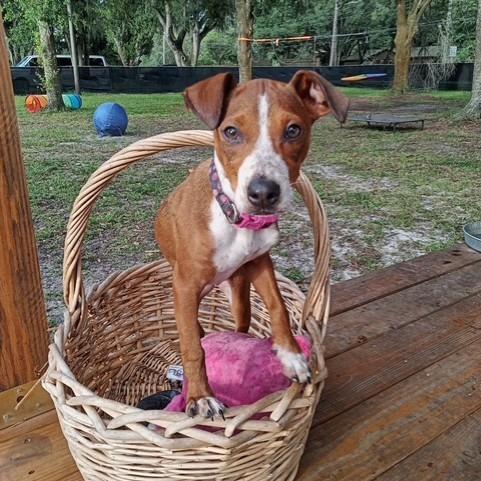 Enlarge Rue, a Adoptable mixed breed in Lakeland, FL image 5/6