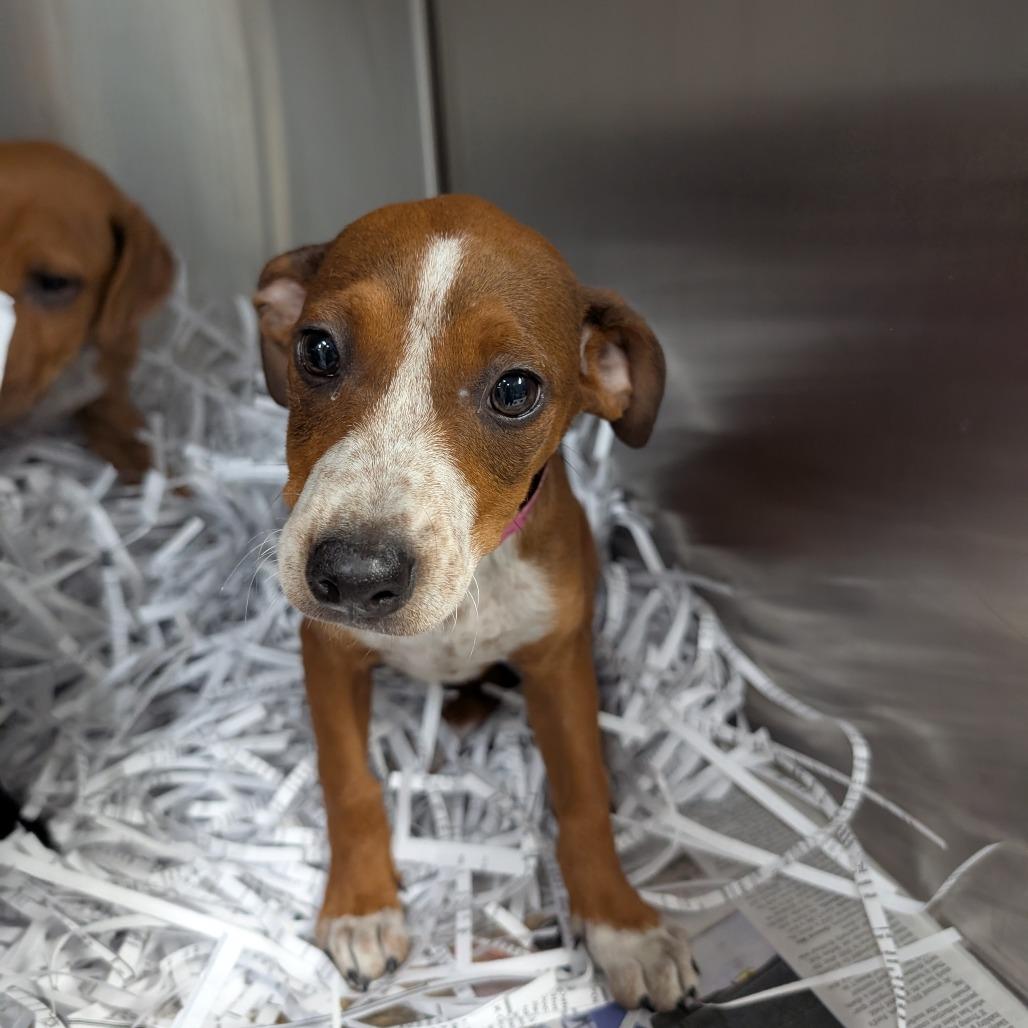 Enlarge Rue, a Adoptable mixed breed in Lakeland, FL image 6/6