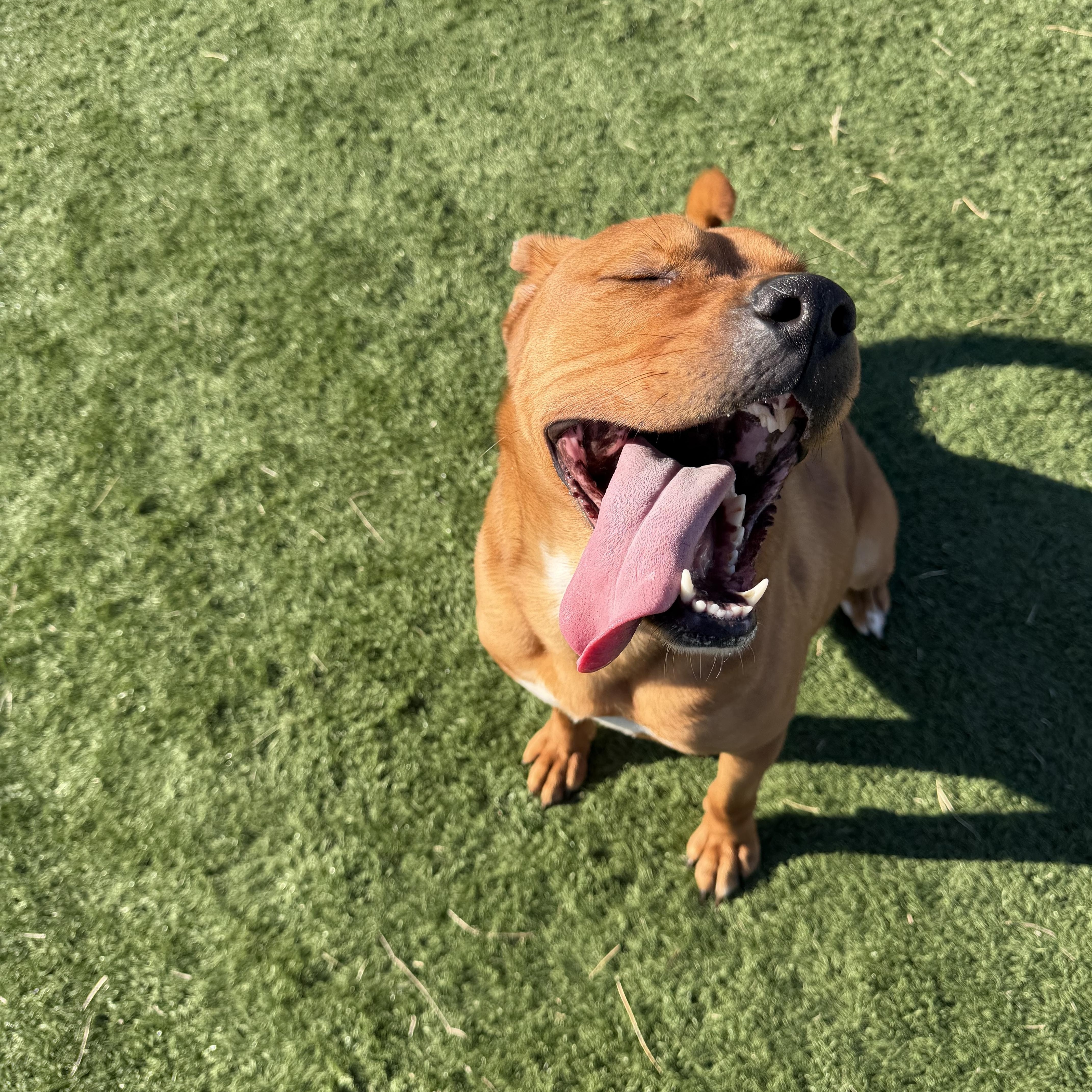 Enlarge Rudy, an adopted mixed breed in Albemarle, NC image 2/3