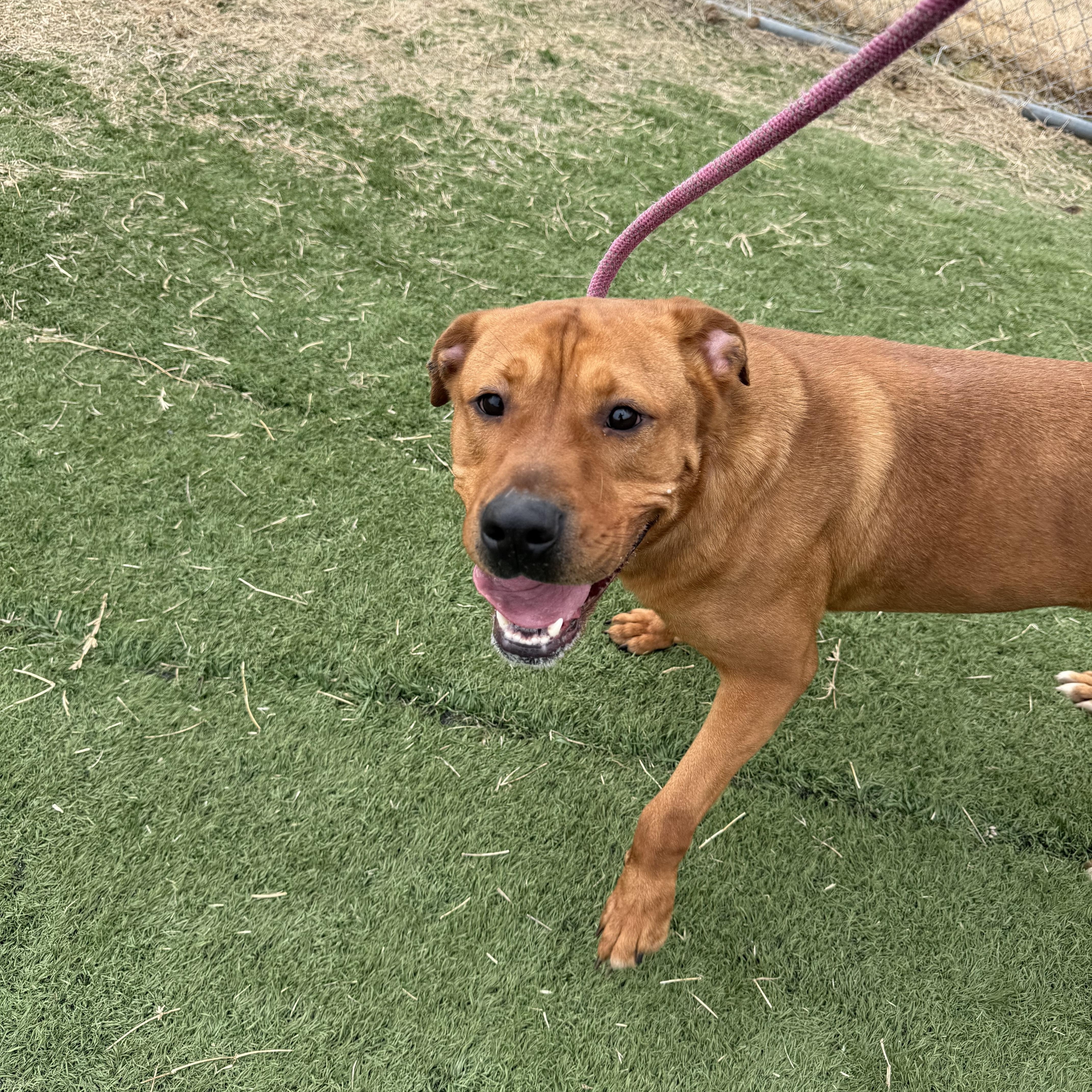 Enlarge Rudy, an adopted mixed breed in Albemarle, NC image 3/3