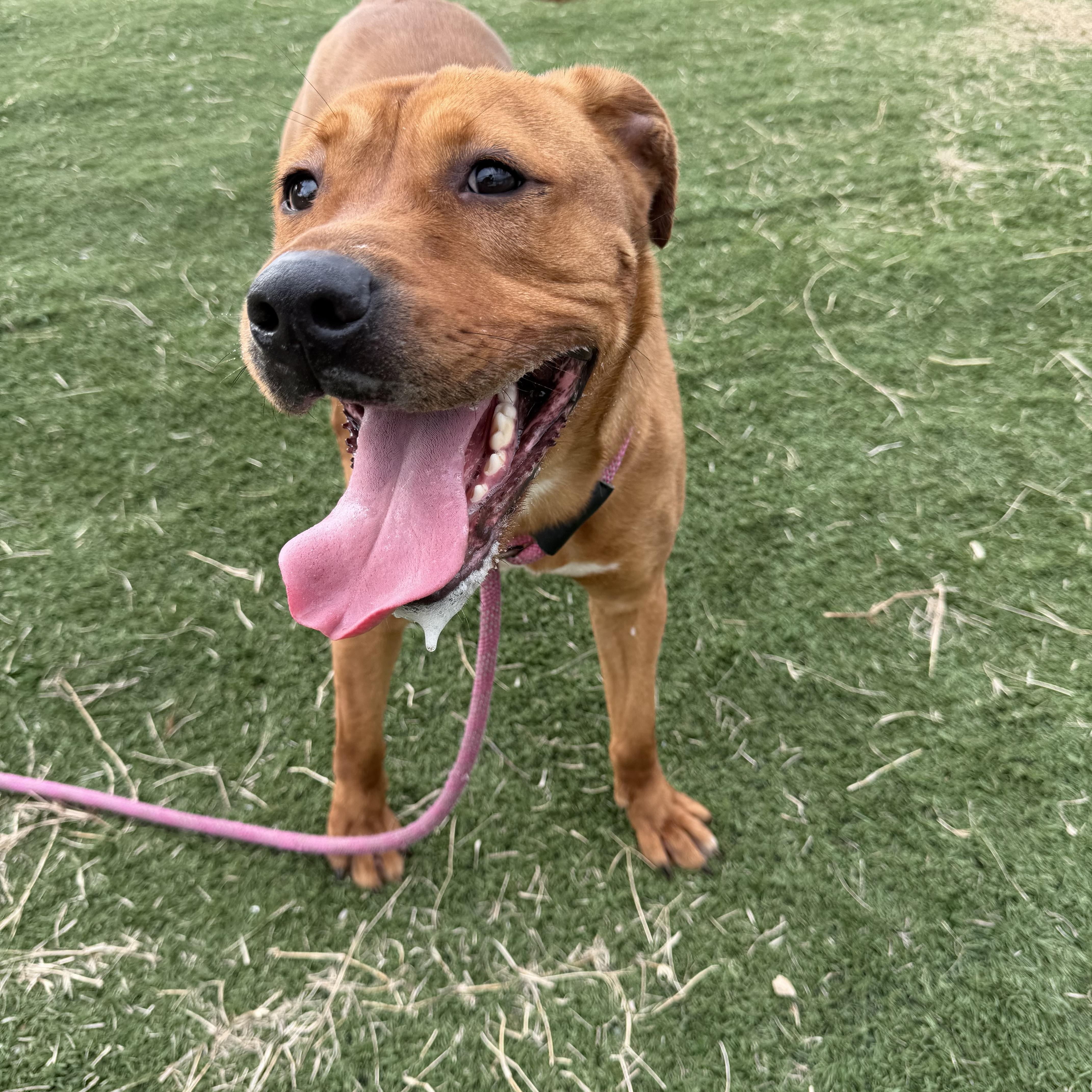 Rudy, adopted, Adult Female Pit Bull Terrier.