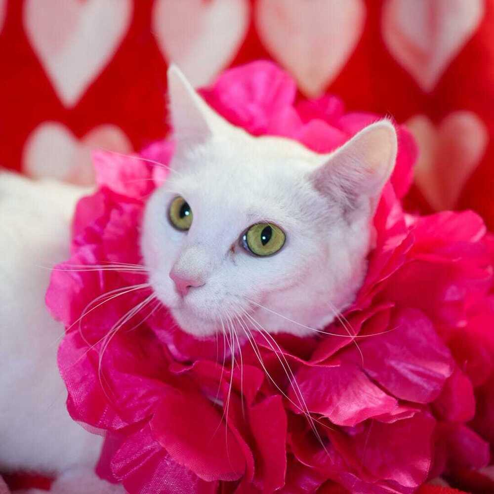 Mopsy, Adoptable, Young Female Domestic Short Hair.