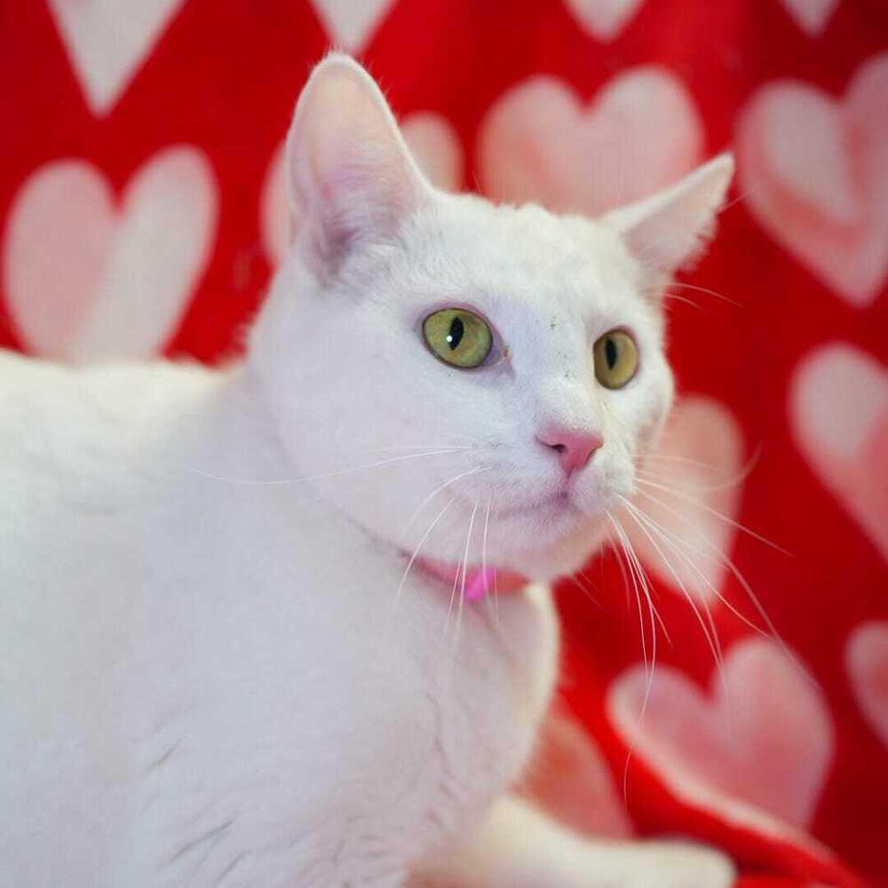 Enlarge Mopsy, a Adoptable Domestic Short Hair in Wheaton, IL image 1/3