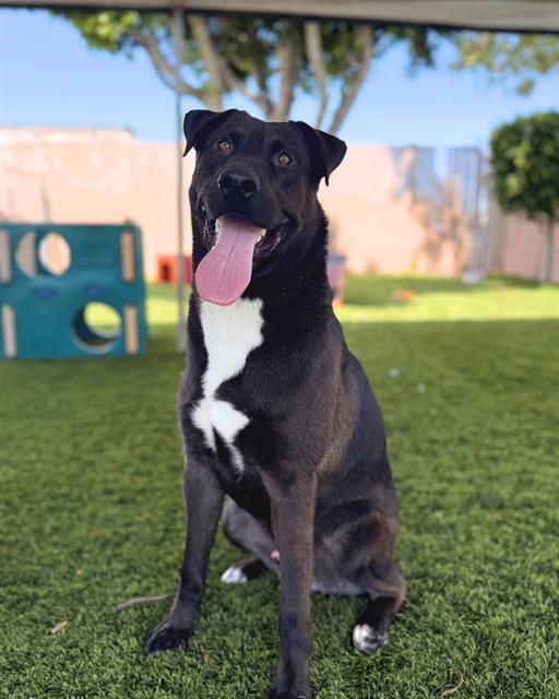 BOOMER, Adoptable, Adult Male Labrador Retriever.