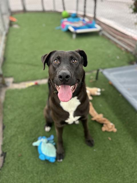 Enlarge BOOMER, a Adoptable Labrador Retriever in Chula Vista, CA image 1/1