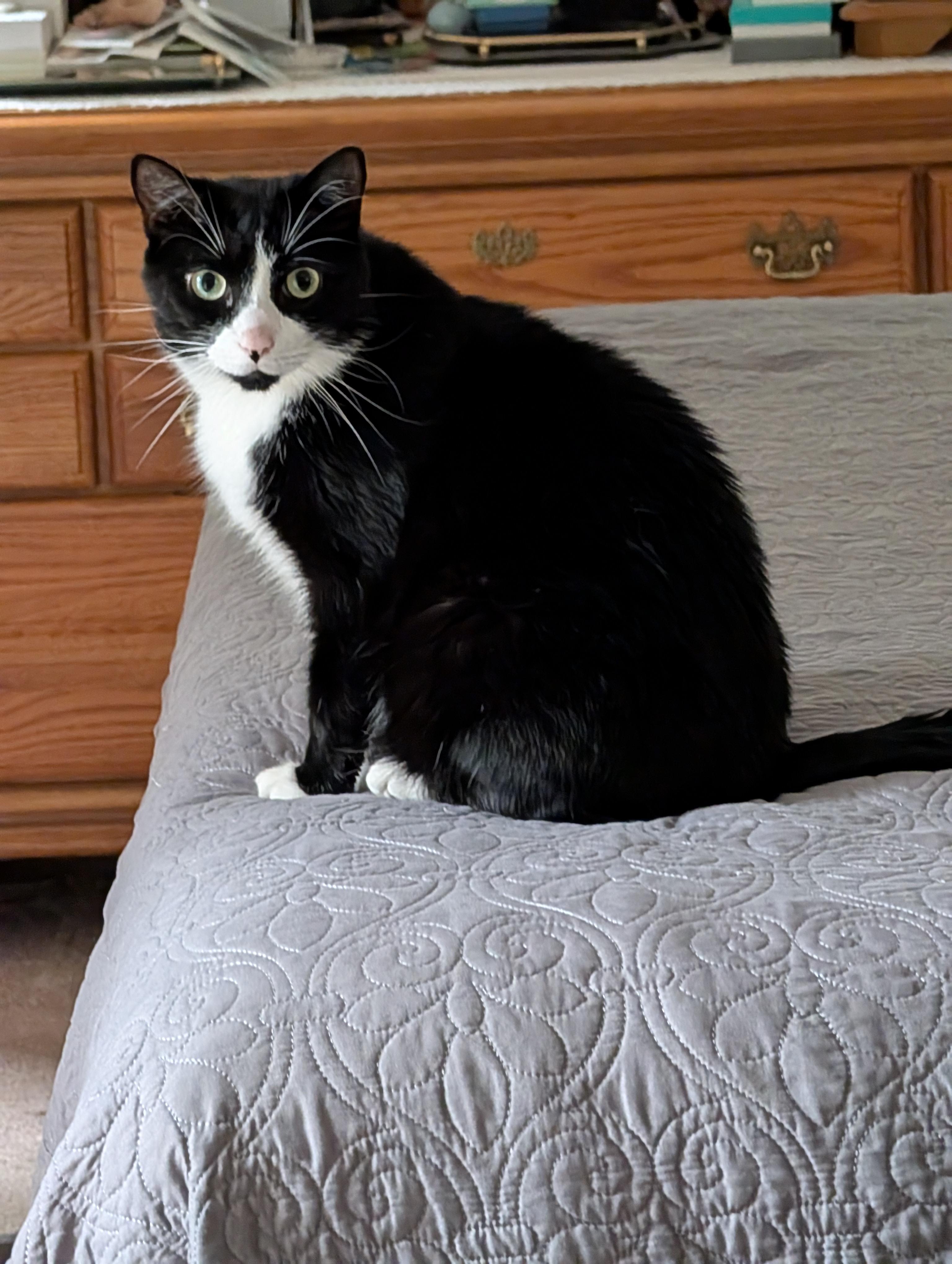 Sir, a ADOPTABLE mixed breed in Latham, NY image 3/4