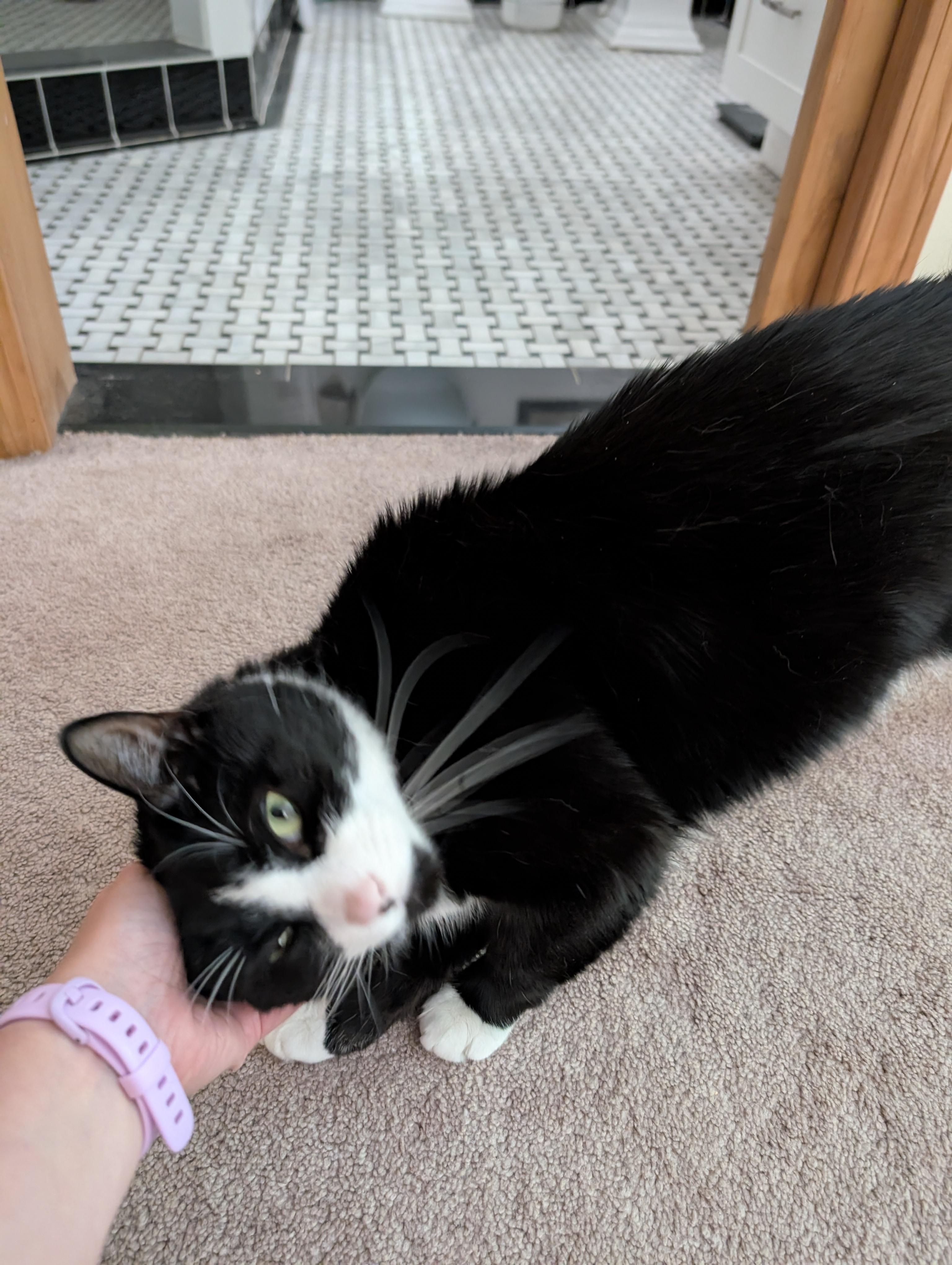 Sir, ADOPTABLE, Adult Male Domestic Short Hair.