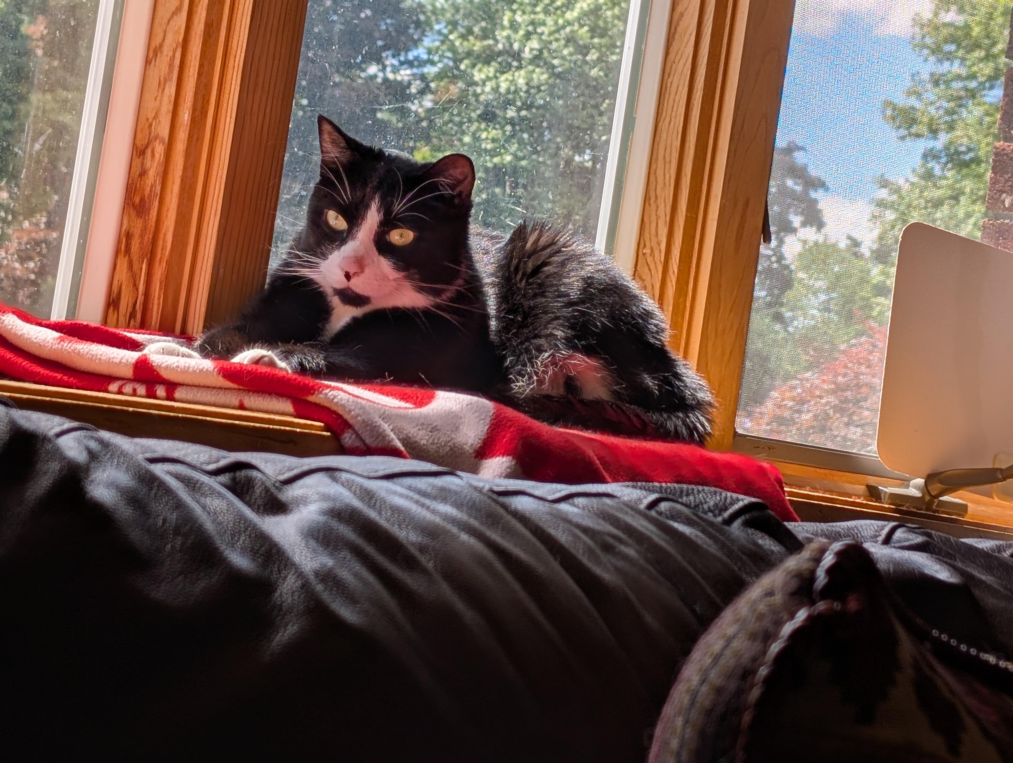 Sir, a ADOPTABLE mixed breed in Latham, NY image 4/4