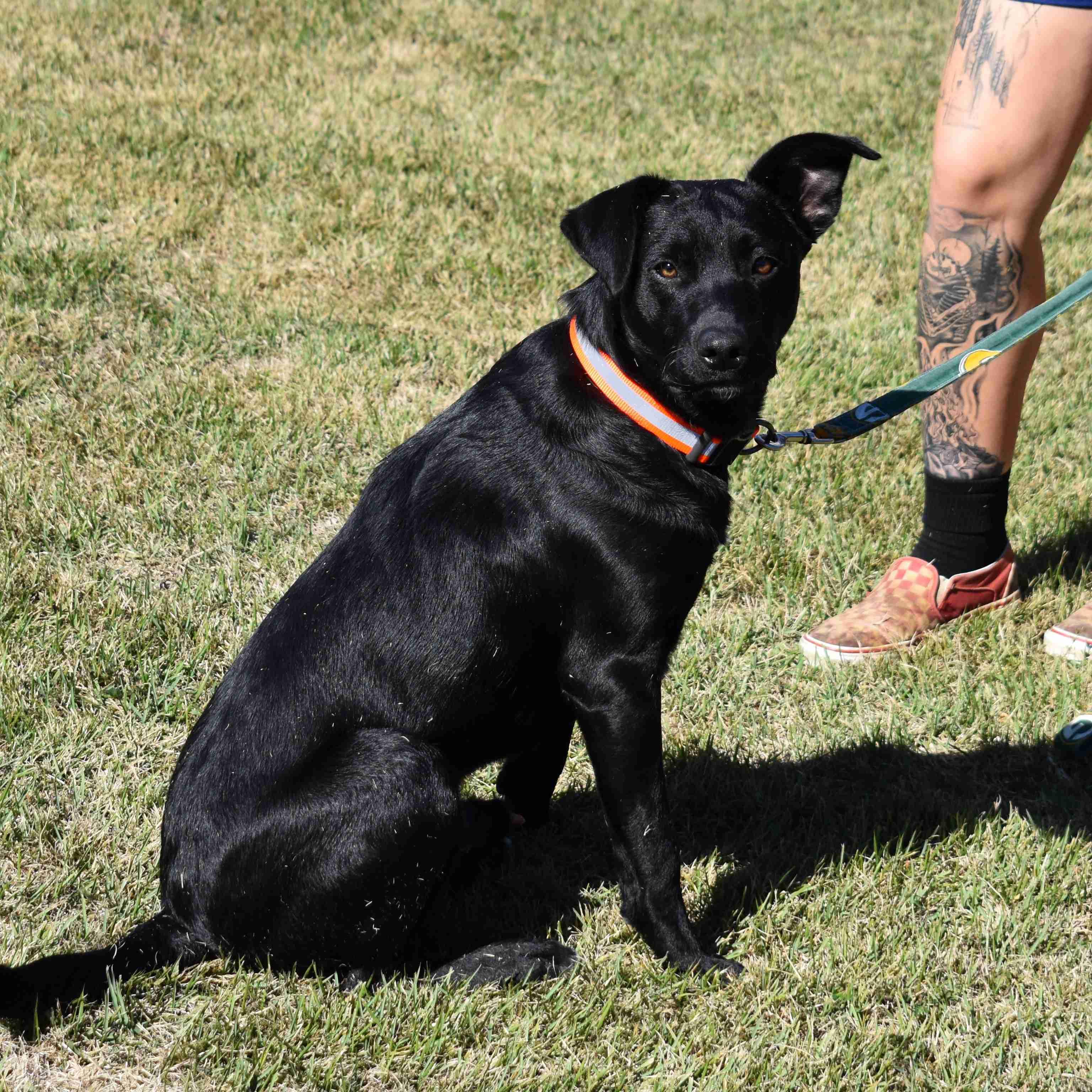Gunner, a Adoptable mixed breed in Searcy, AR image 4/6