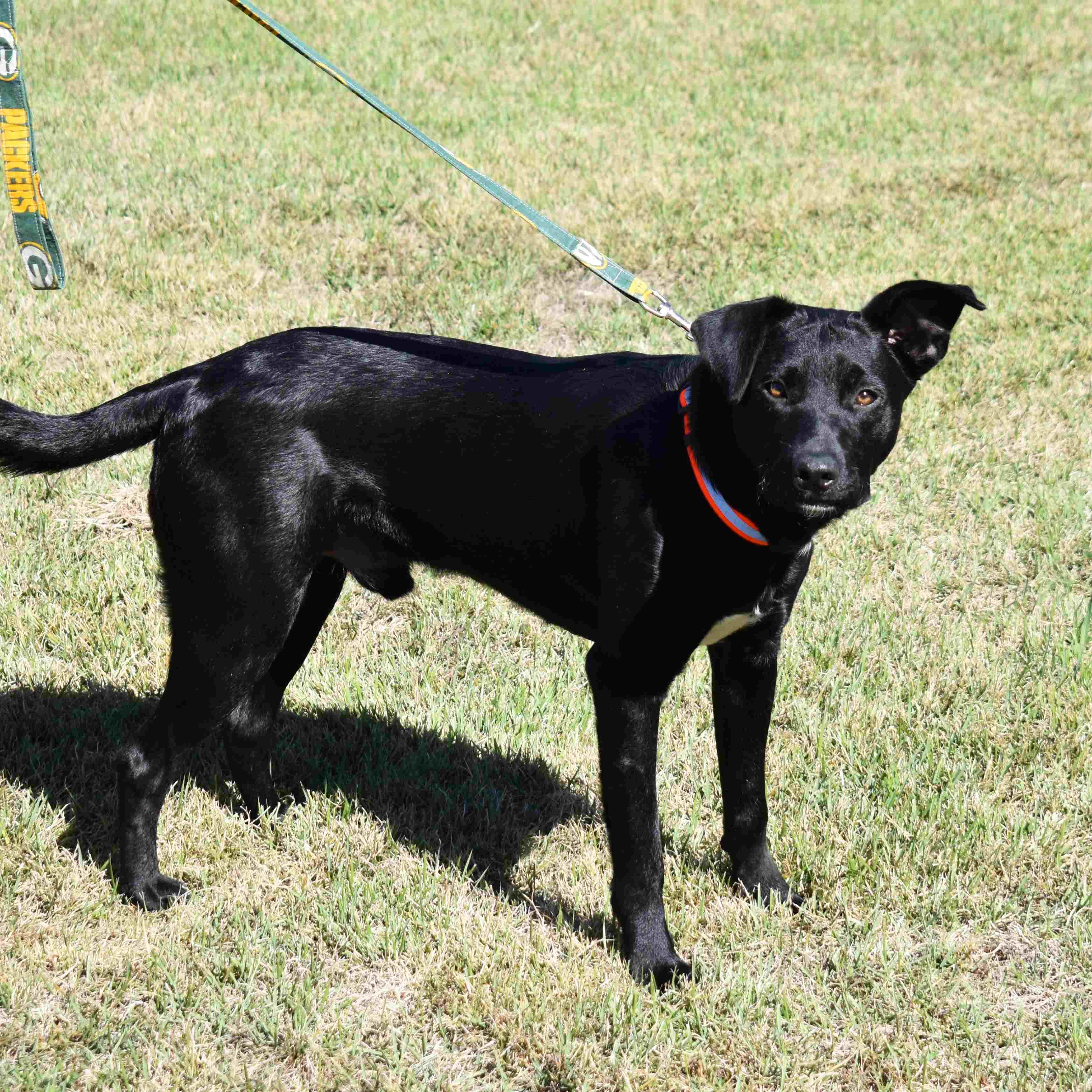 Gunner, a Adoptable mixed breed in Searcy, AR image 2/6