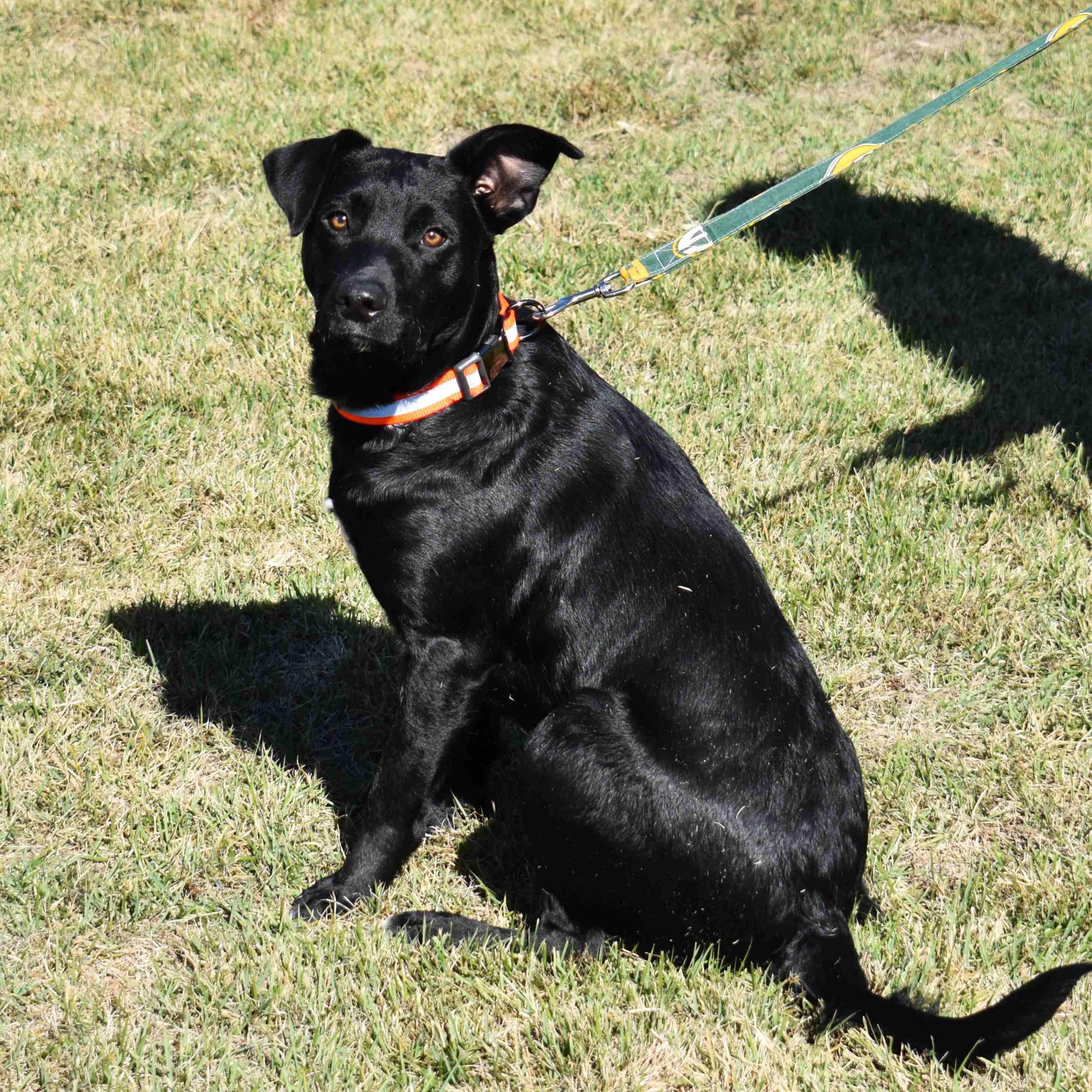 Gunner, a Adoptable mixed breed in Searcy, AR image 6/6